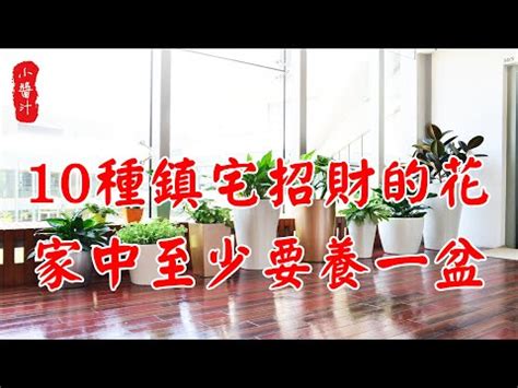 盆栽風水|盆栽風水：助你招財進寶